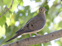 Mourning Dove